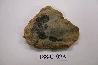 藏品(甲冑魚)的圖片